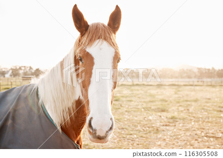 Ranch, portrait or horse outdoor on farm, countryside or nature in with animal in agriculture, land or environment. Rural meadow, sustainable and pet stallion on field for wellness, stable or farming Ranch, portrait or horse outdoor on farm, countryside or nature in with animal in agriculture, land or environment. Rural meadow, sustainable and pet stallion on field for wellness, stable or farming 116305508