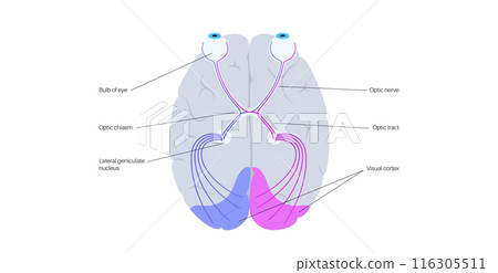Optic nerve anatomy 116305511