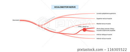 Oculomotor nerve anatomy Oculomotor nerve anatomy 116305522