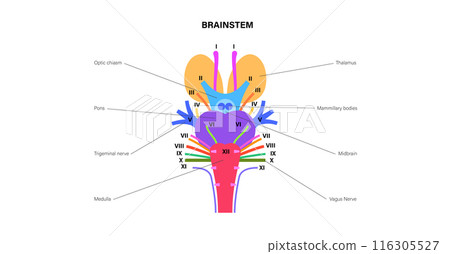 Cranial nerves anatomy Cranial nerves anatomy 116305527