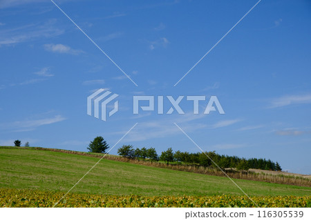 September: Scenery of Biei 116305539