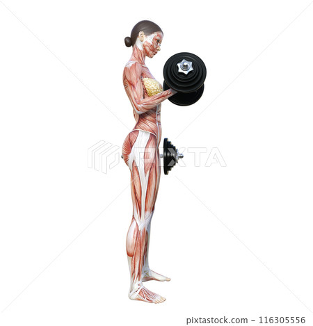 Muscle anatomy diagram Illustration of a human model woman lifting dumbbells Full body sideways Profile Right-facing Muscle anatomy diagram Illustration of a human model woman lifting dumbbells Full body sideways Profile Right-facing 116305556
