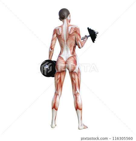 Human anatomy diagram, illustration of a female human model lifting dumbbells, full body, rear view, back 116305560