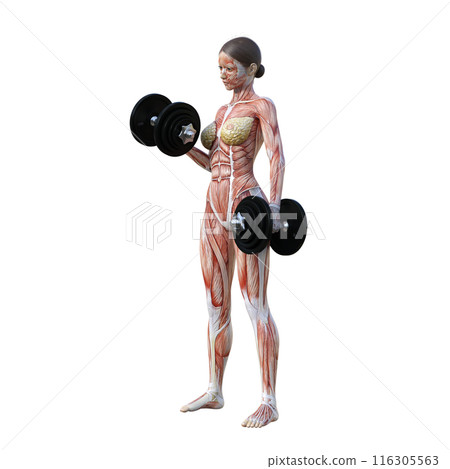 Muscle anatomy diagram Illustration of a human body model woman lifting dumbbells Full body front view Diagonal front view 116305563
