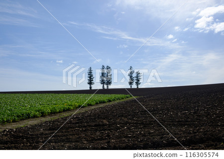 September: Scenery of Biei September: Scenery of Biei 116305574