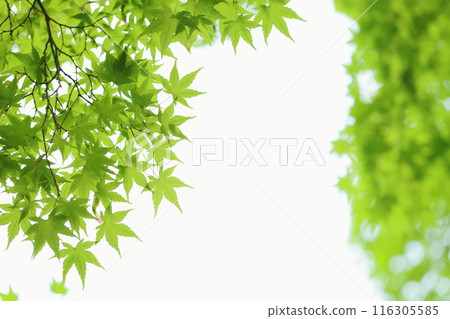 楓葉綠葉【白底】【藍楓】 楓葉綠葉【白底】【藍楓】 116305585