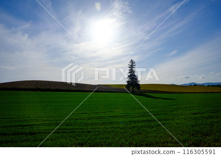 九月美瑛風景 116305591