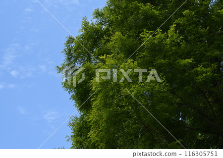 Look up at the sky 116305751