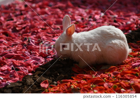Rabbit in red leaves 116305854