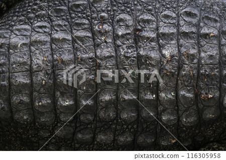 crocodile skin 116305958