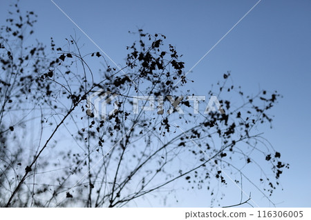 Late autumn: silhouettes of dead plants Late autumn: silhouettes of dead plants 116306005