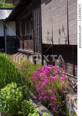 鎌倉 245 海藏寺 28 松葉菊 鎌倉 245 海藏寺 28 松葉菊 116306075