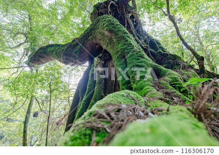 Yakusugi Second Generation Osugi Cedar, Yakushima Shiratani Unsuikyo Gorge (June) 116306170