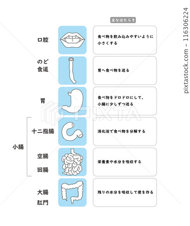 消化系統器官的簡單圖示 消化系統器官的簡單圖示 116306224