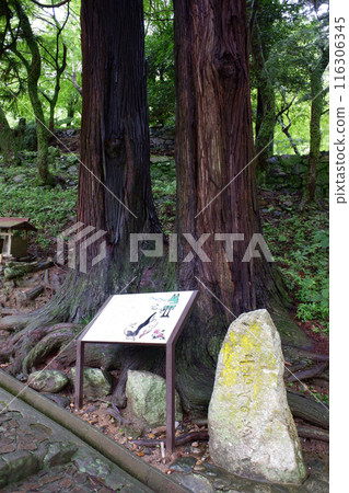 Nara Prefecture Hasedera Temple and Two Cedars 116306345