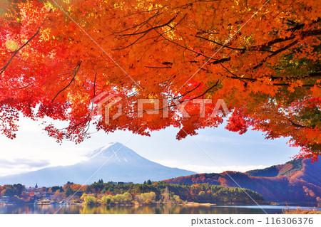 秋葉和富士山 116306376