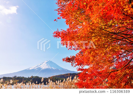 Autumn leaves, Japanese silver grass and Mt. Fuji 116306389