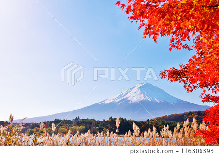 秋葉、蒲葦和富士山 秋葉、蒲葦和富士山 116306393
