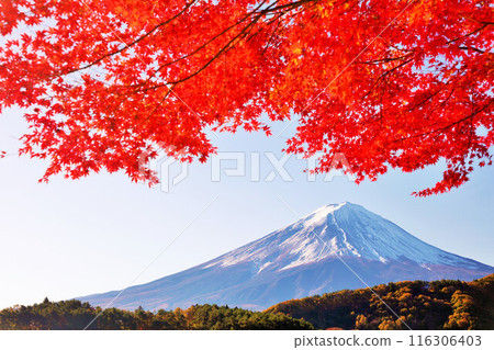 秋葉和富士山 116306403