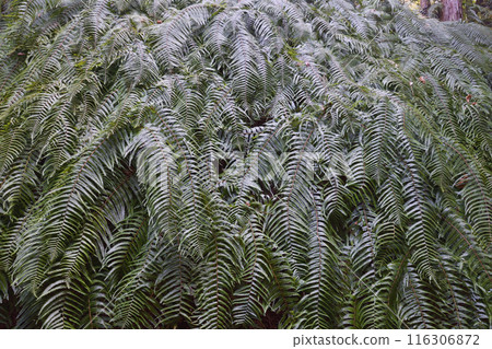 Fern at Otoyo Shrine Fern at Otoyo Shrine 116306872