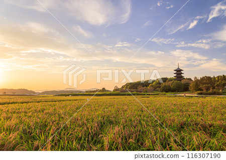 Beautiful autumn countryside | Evening view of Bitchū Kokubunji Beautiful autumn countryside | Evening view of Bitchū Kokubunji 116307190