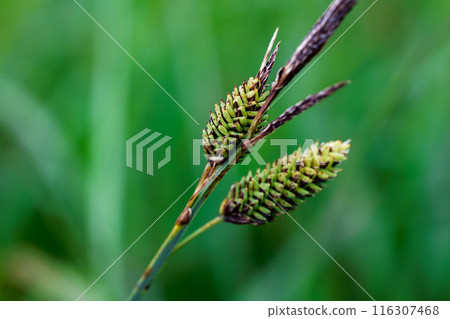 Plants of the marsh Plants of the marsh 116307468