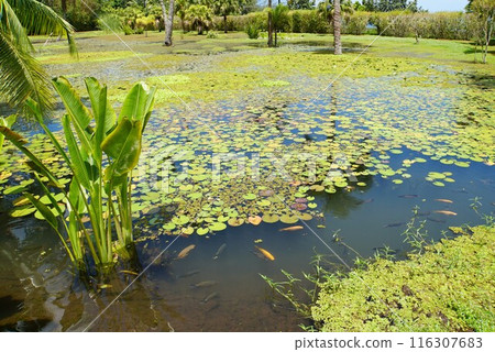 Water Garden Vaipahi, Tahiti Water Garden Vaipahi, Tahiti 116307683