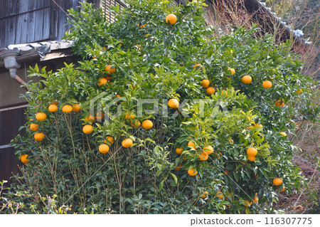 私人住宅裡的柑橘 116307775