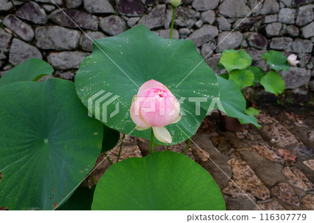 Lotus flowers at Hasedera Temple, Nara Prefecture 116307779