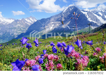 Landscape of the Swiss Alps with alpine plants blooming [Grindelwald, Switzerland] 116307832