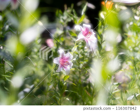 Lilies shining in the sunlight Lilies shining in the sunlight 116307842
