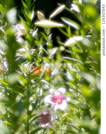 Lilies shining in the sunlight, vertical 116307843