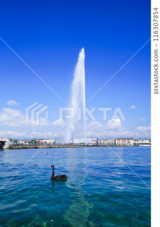 Black Swan and the Fountain on Lake Geneva (Switzerland) 116307854