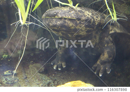 Face of the salamander Face of the salamander 116307898
