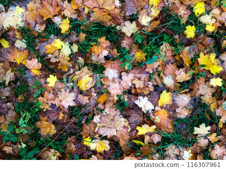 Carpet of Autumn Fallen Leaves on grass. Top view. Fall background in yellow, orange, green colors Carpet of Autumn Fallen Leaves on grass. Top view. Fall background in yellow, orange, green colors 116307961