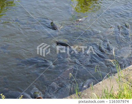 Carp in the pond 116307974