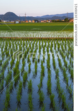 鳥取縣小山町插秧後的稻田景色 116308421