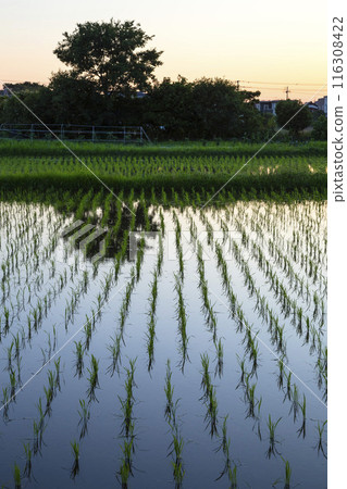 鳥取縣小山町插秧後的稻田景色 116308422