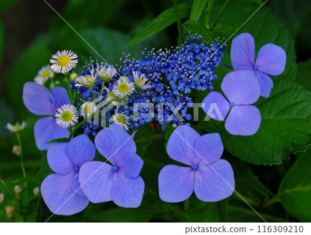 Blue hydrangea 116309210