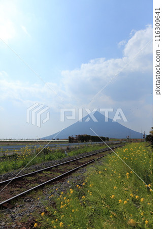 Local train line, wooden sleepers, railroad tracks, rape blossoms, Mt. Kaimon and blue sky Local train line, wooden sleepers, railroad tracks, rape blossoms, Mt. Kaimon and blue sky 116309641