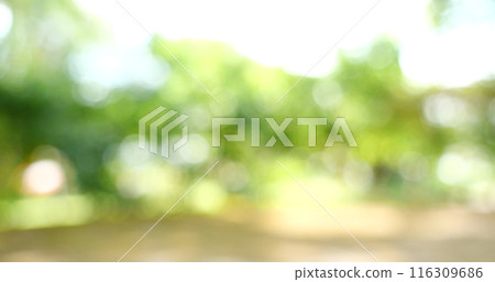 Blur background green park garden nature bright sunny forest. Blurry outdoor park in spring time glowing shinny day template with sunlight bokeh. Abstract blurred background banner copy space. 116309686