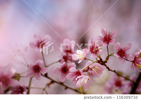Pink Pastel flower floral soft nature blossom blurred background. Vintage retro romance plum botanical bloom spring season. Blurry Cherry blossom petals plant in beautiful garden. Backdrop template 116309710