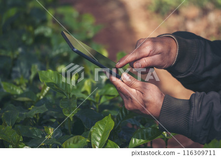 Smart farmer holding smartphone in eco green farm sustainable quality control. Close up Hand control planting tree. Farmer hands cultivated fresh garden in eco biotechnology. Farmland technology 116309711