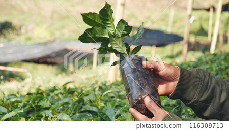 Smart farmer checking plant in eco green farm sustainable quality control. Close up Hand check quality control plant tree. Farmer cultivated planting in eco Farmland biotechnology. Green agriculture 116309713