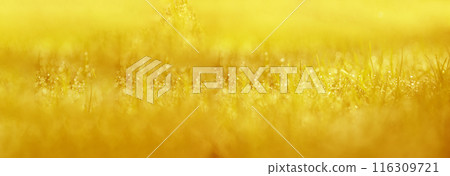 Banner Sunset grass wind autumn meadow in countryside. Panorama Beautiful sunset golden grass field natural flora sunlight outdoor flare. Rural landscape nature plant scene crop view with copy space 116309721