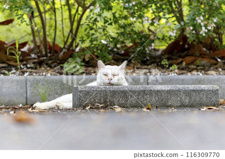 A sunny cat A sunny cat 116309770