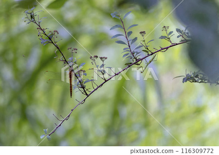 Dragonfly and Mantis Dragonfly and Mantis 116309772