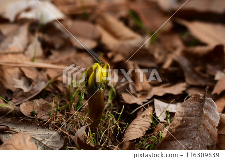 Fukuge的芽 Fukuge的芽 116309839