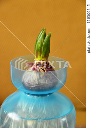 Hyacinth germination 116309845