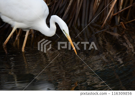 Great Egret in the River Searching for Fish 116309856